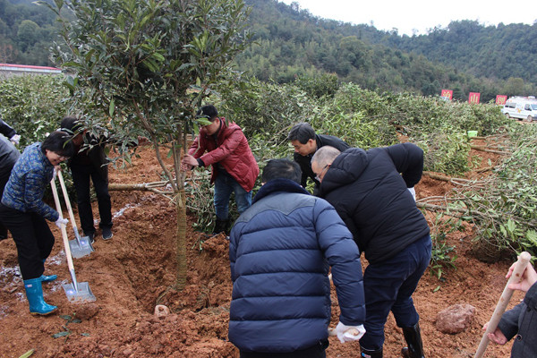 全体干部职工参加新春义务植树活动